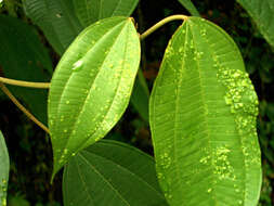 Image of Miconia donaeana Naud.