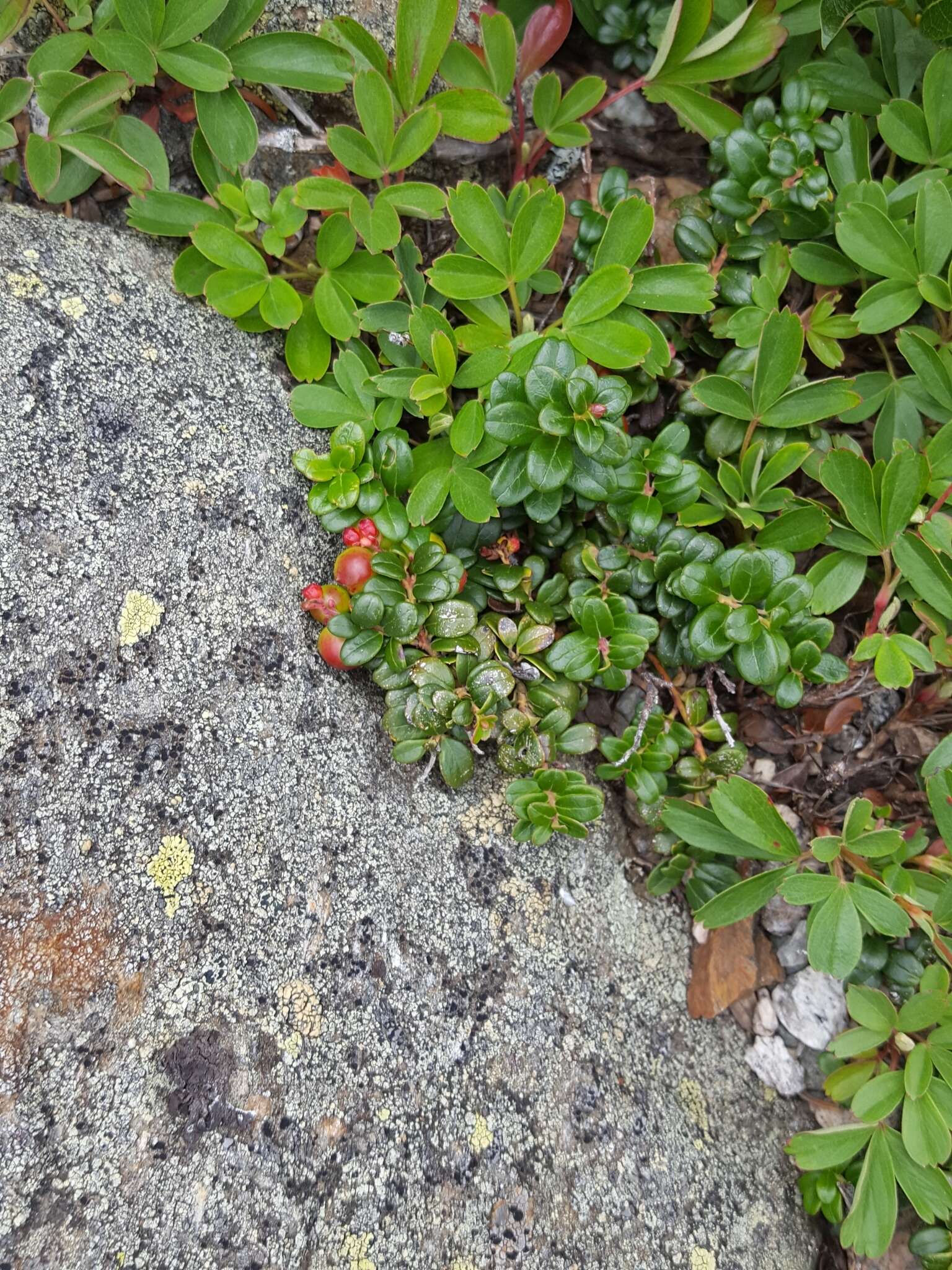 Image of northern mountain cranberry