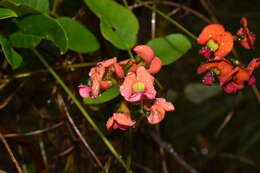 Image of Kennedia coccinea Vent.