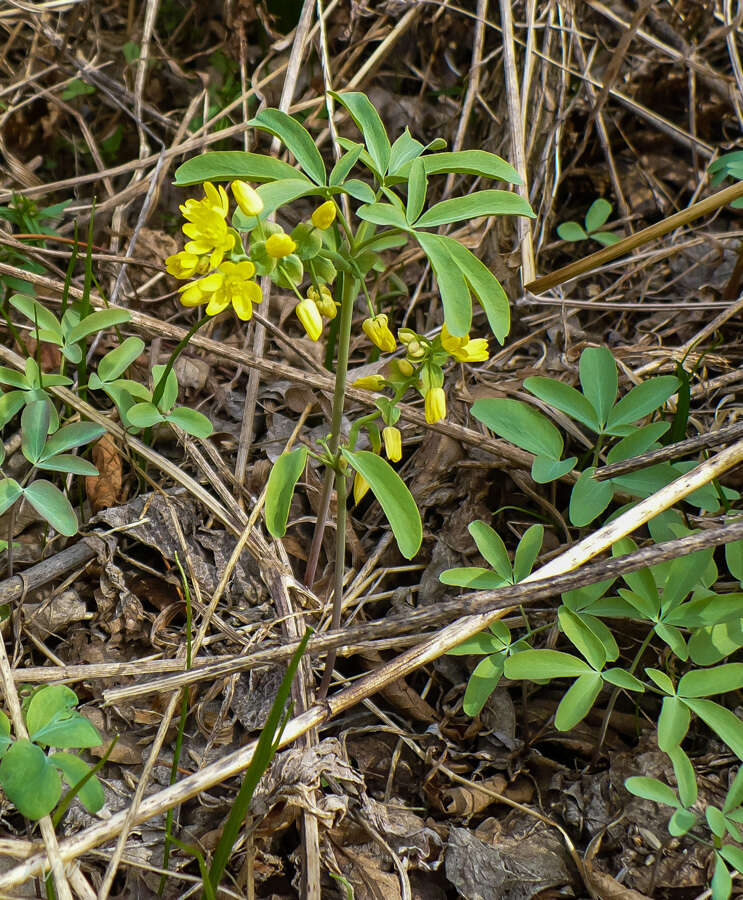 Image of Gymnospermium altaicum (Pallas) Spach