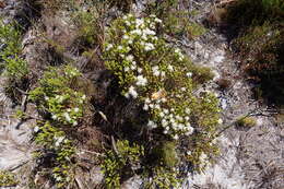 Image of Agathosma imbricata (L.) Willd.