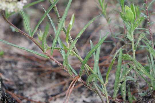 Image of Michaux's Milkweed