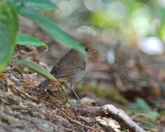 Image of Ruddy-capped Nightingale-Thrush