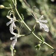 Image of Teucrium racemosum R. Br.