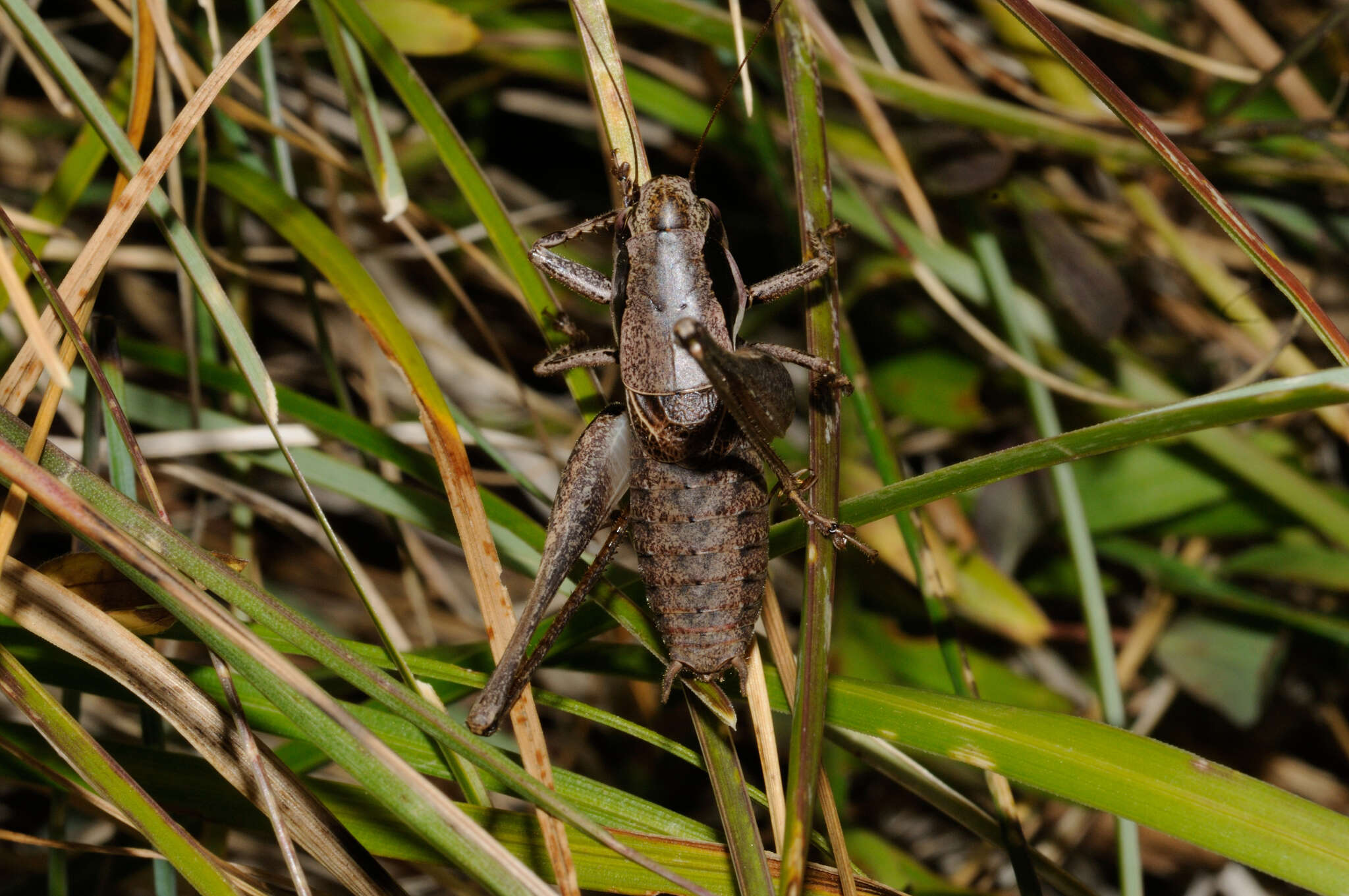 Image of Pholidoptera fallax (Fischer 1853)