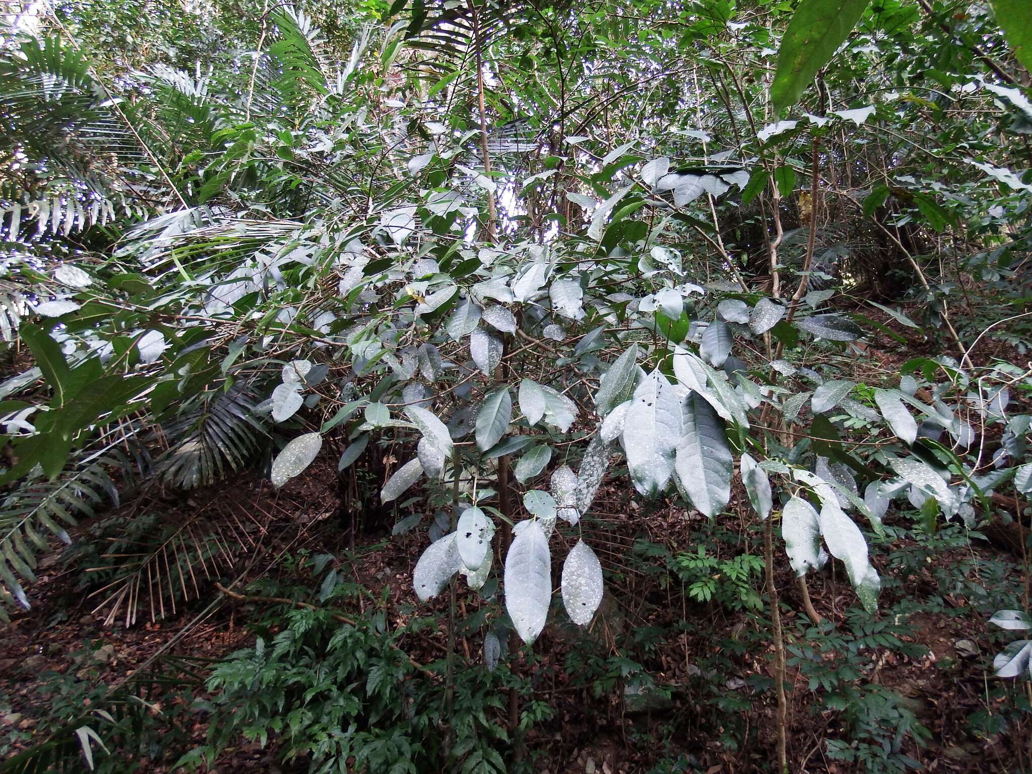 Imagem de Staphylea formosana (Nakai) Byng & Christenh.