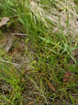 Image of Slender Plantain