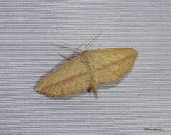 Image of Scopula emissaria Walker 1861