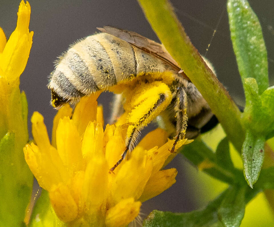 Image of Colletes ochraceus Swenk 1906