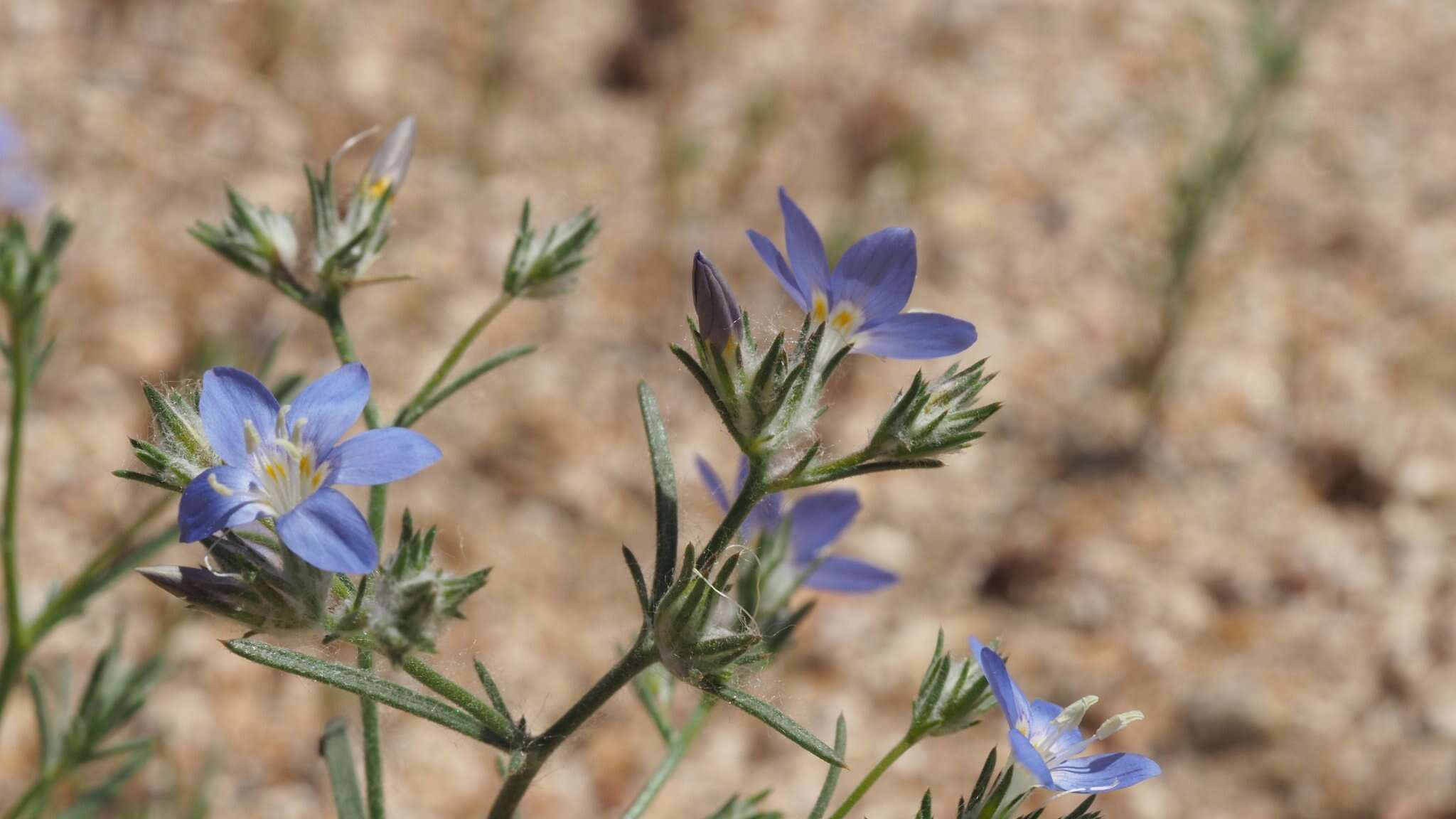 Imagem de Eriastrum sapphirinum subsp. dasyanthum (Brand) Mason