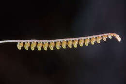 Image of Lepanthopsis floripecten (Rchb. fil.) Ames