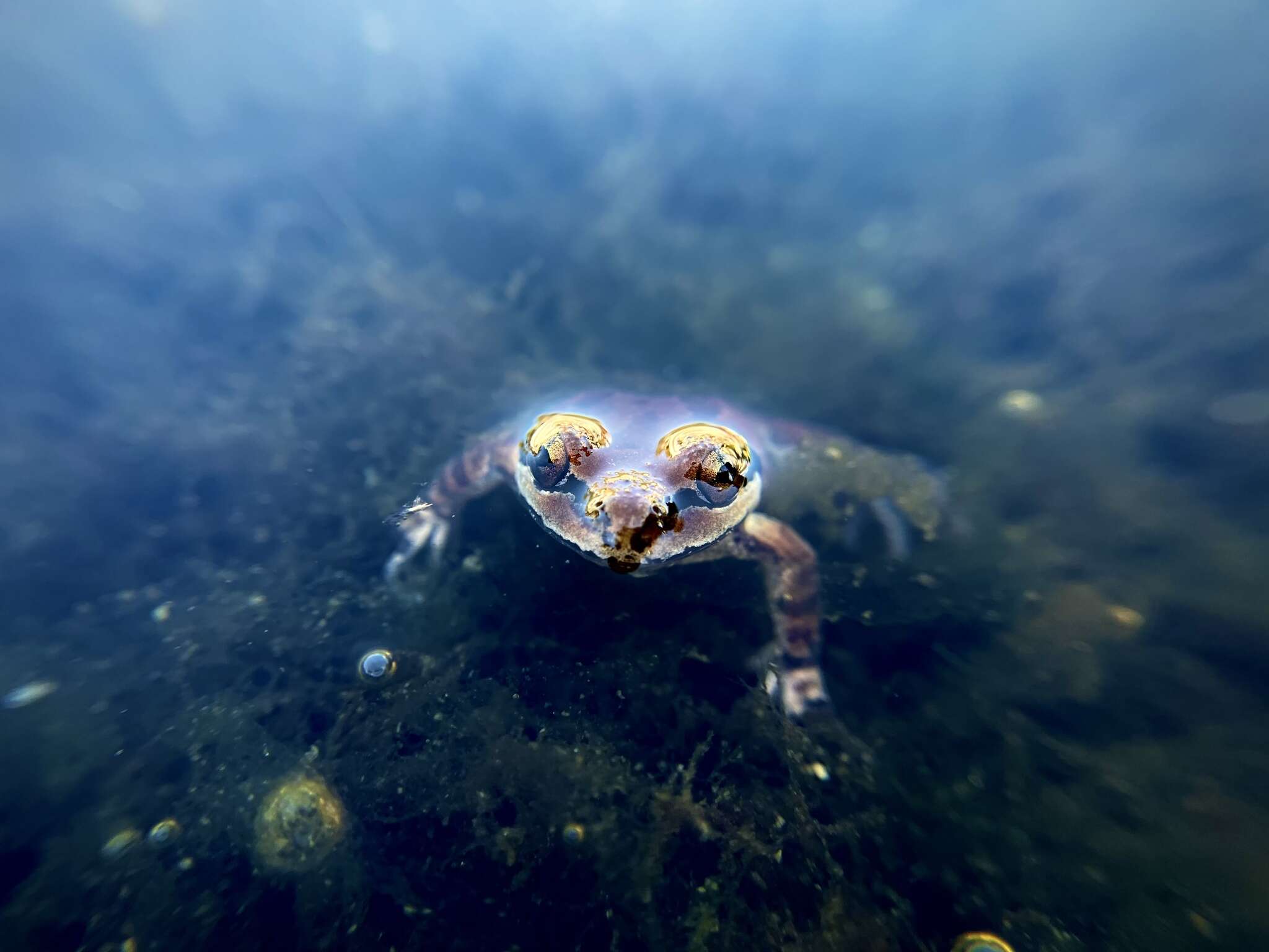 Image of Pseudacris hypochondriaca (Hallowell 1854)