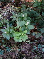 Image of Phytolacca acinosa Roxb.