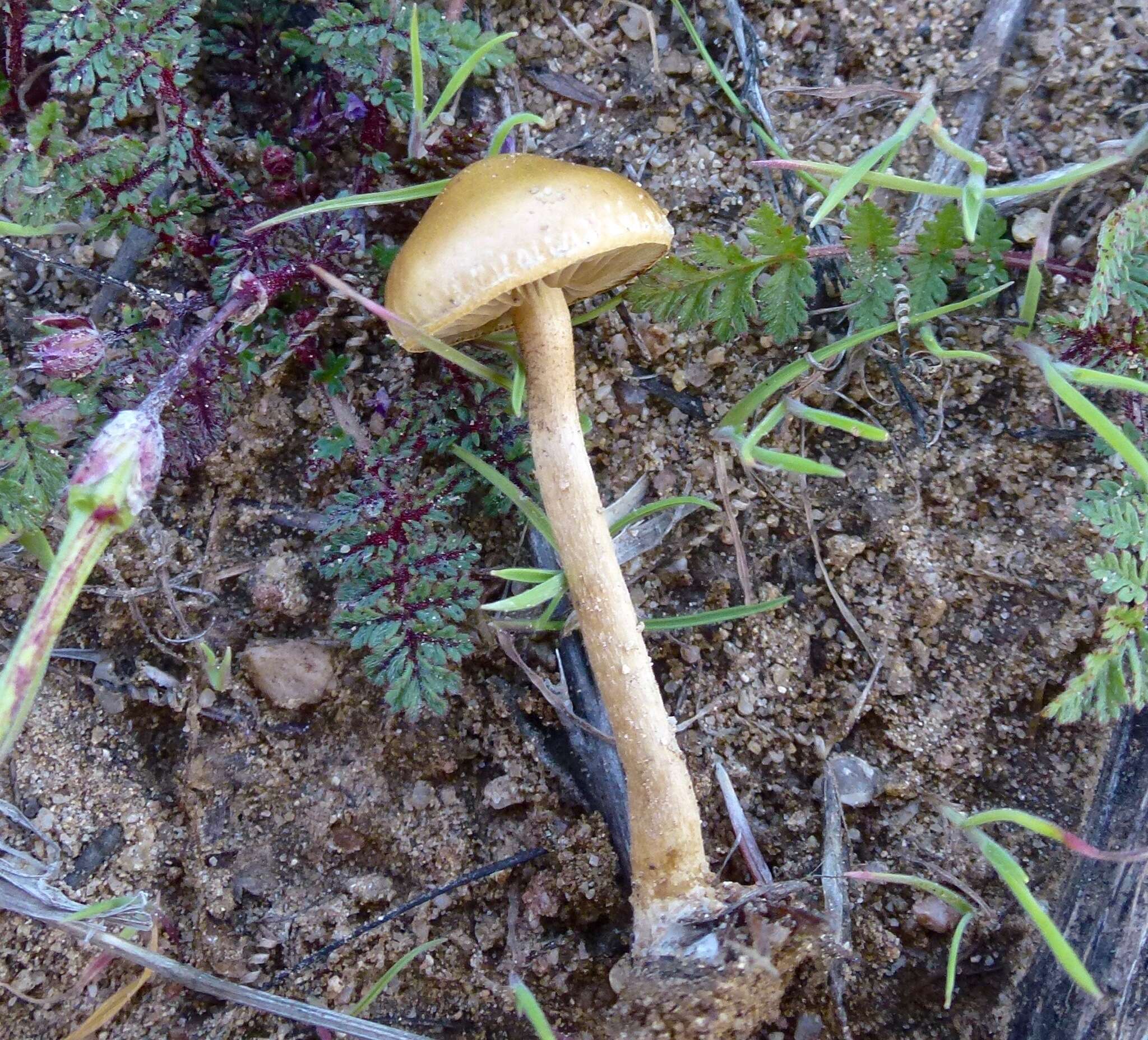 Image of Agrocybe pediades (Fr.) Fayod 1889