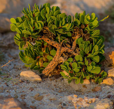 Image of Limonium paulayanum (Vierh.) Ghaz. & J. R. Edm.