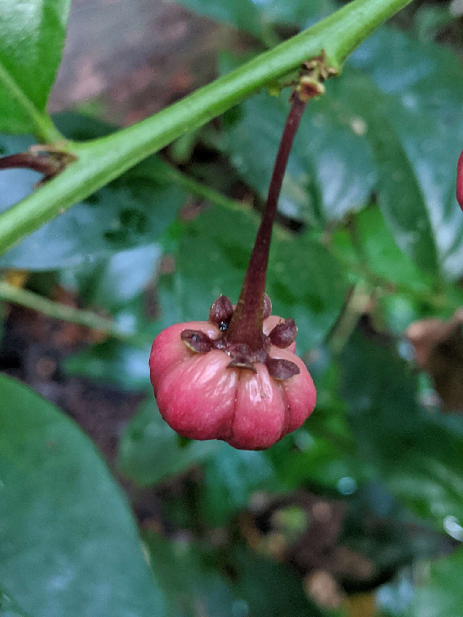 Image de Breynia macrantha (Hassk.) Chakrab. & N. P. Balakr.