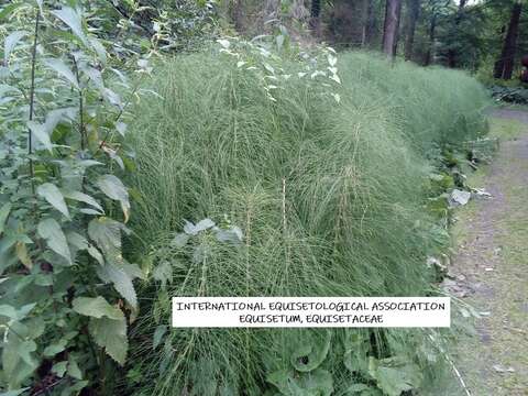 Image of Equisetum telmateia subsp. telmateia