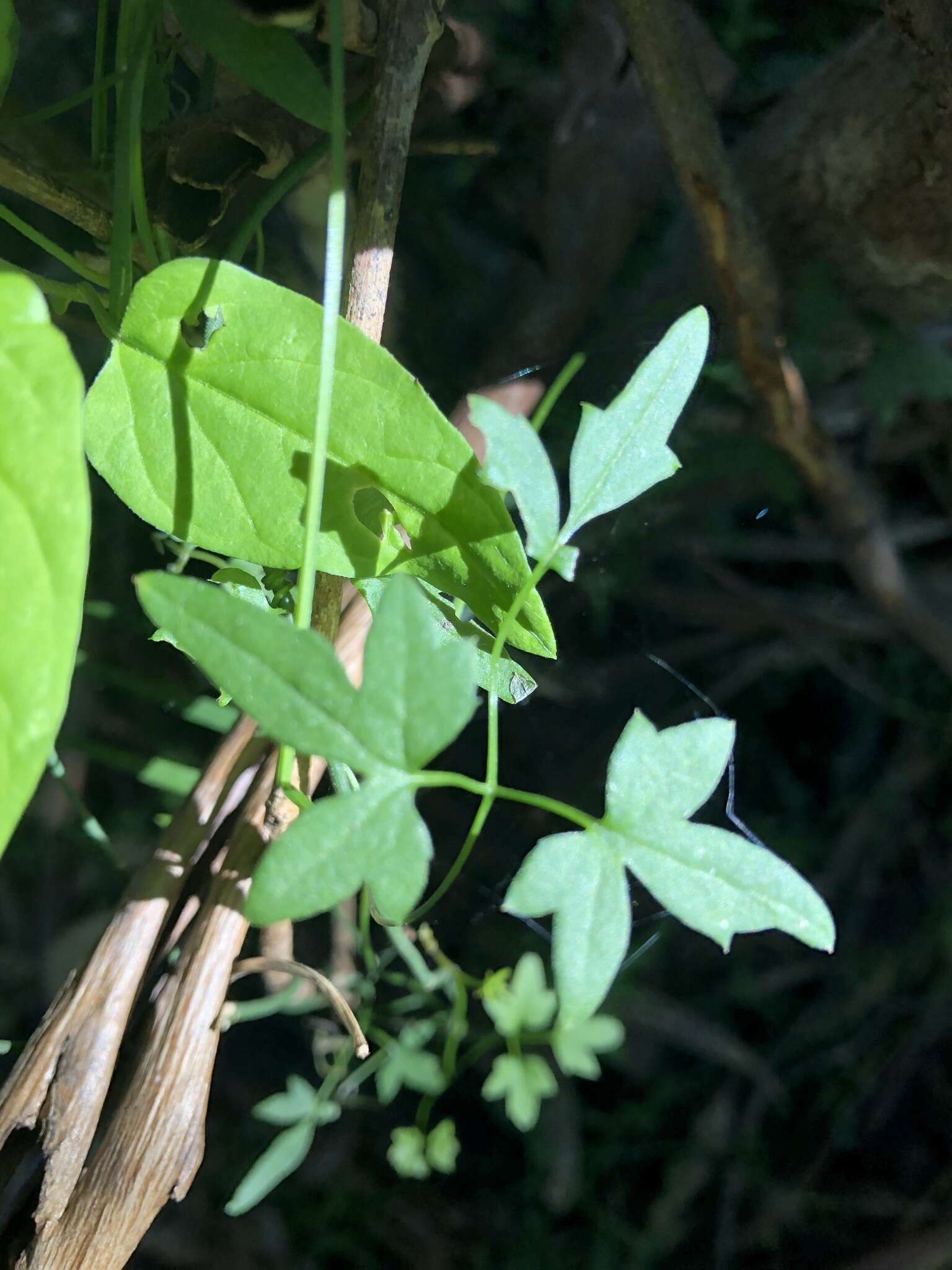 Image of Clematis fawcettii F. Müll.