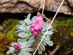 Sivun Saxifraga porophylla Bertol. kuva