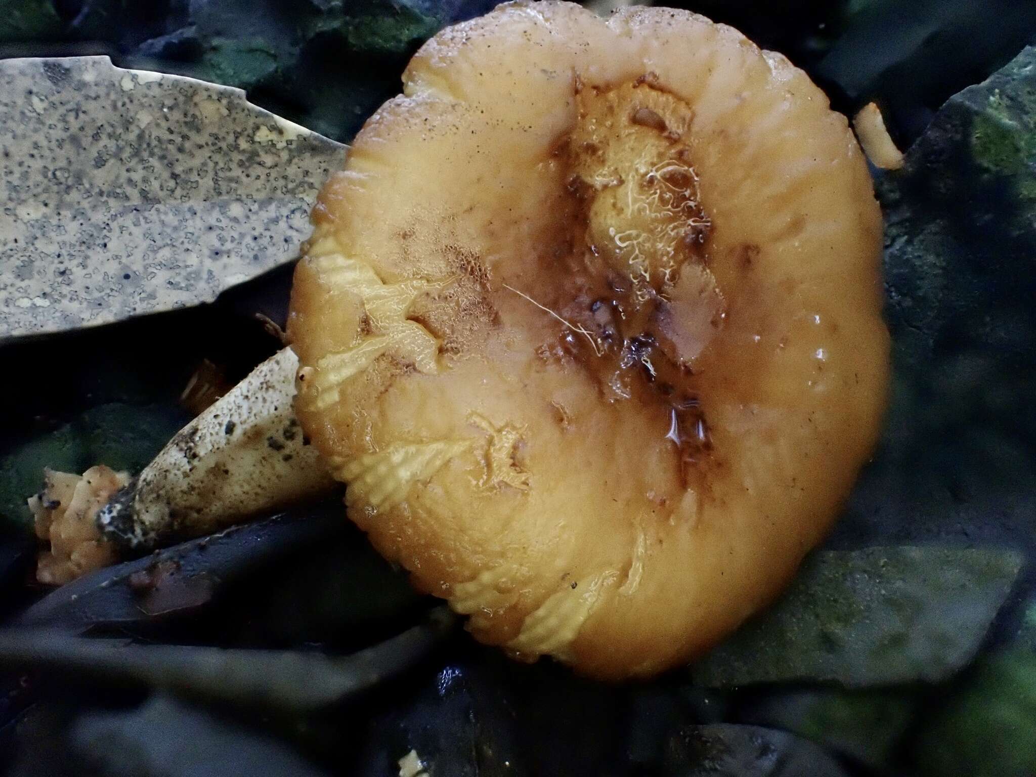 Image of Russula senecis S. Imai 1938