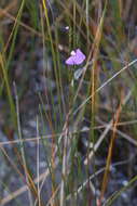 Image de Utricularia volubilis R. Br.