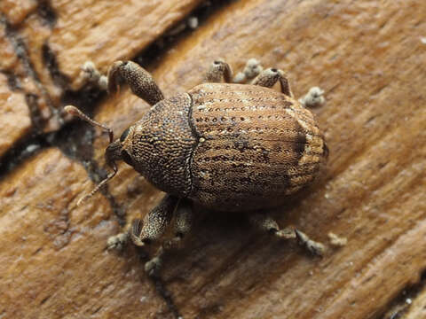 Image of Pseudomopsis