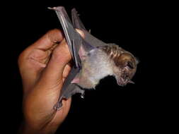 Image of Lesser Spear-nosed Bat