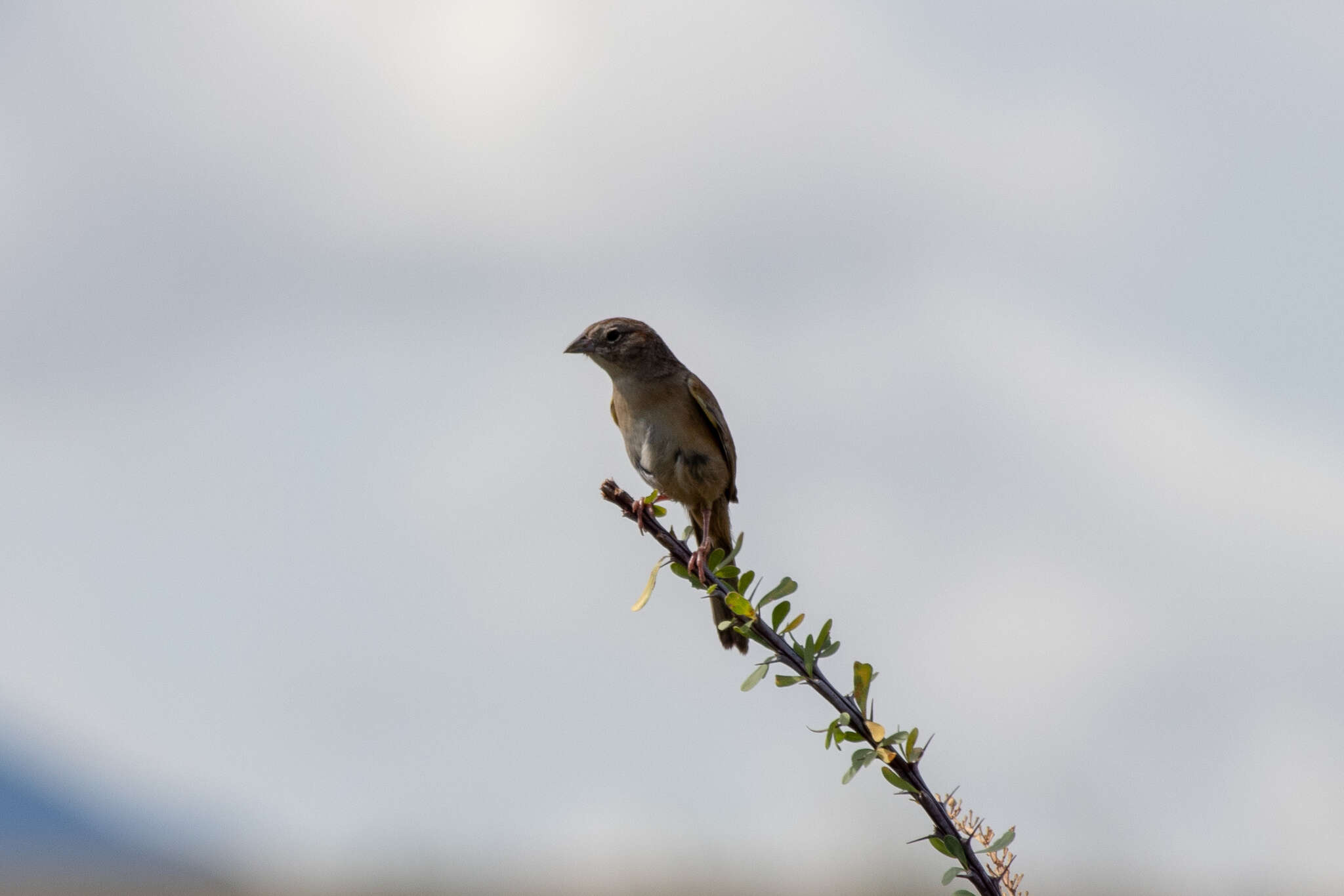 Image of Botteri's Sparrow