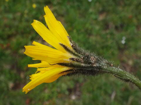 Image of Scorzoneroides montana subsp. montaniformis (Widd.) Seybold