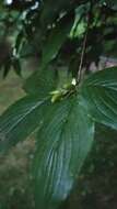 Plancia ëd Cornus officinalis Siebold & Zucc.