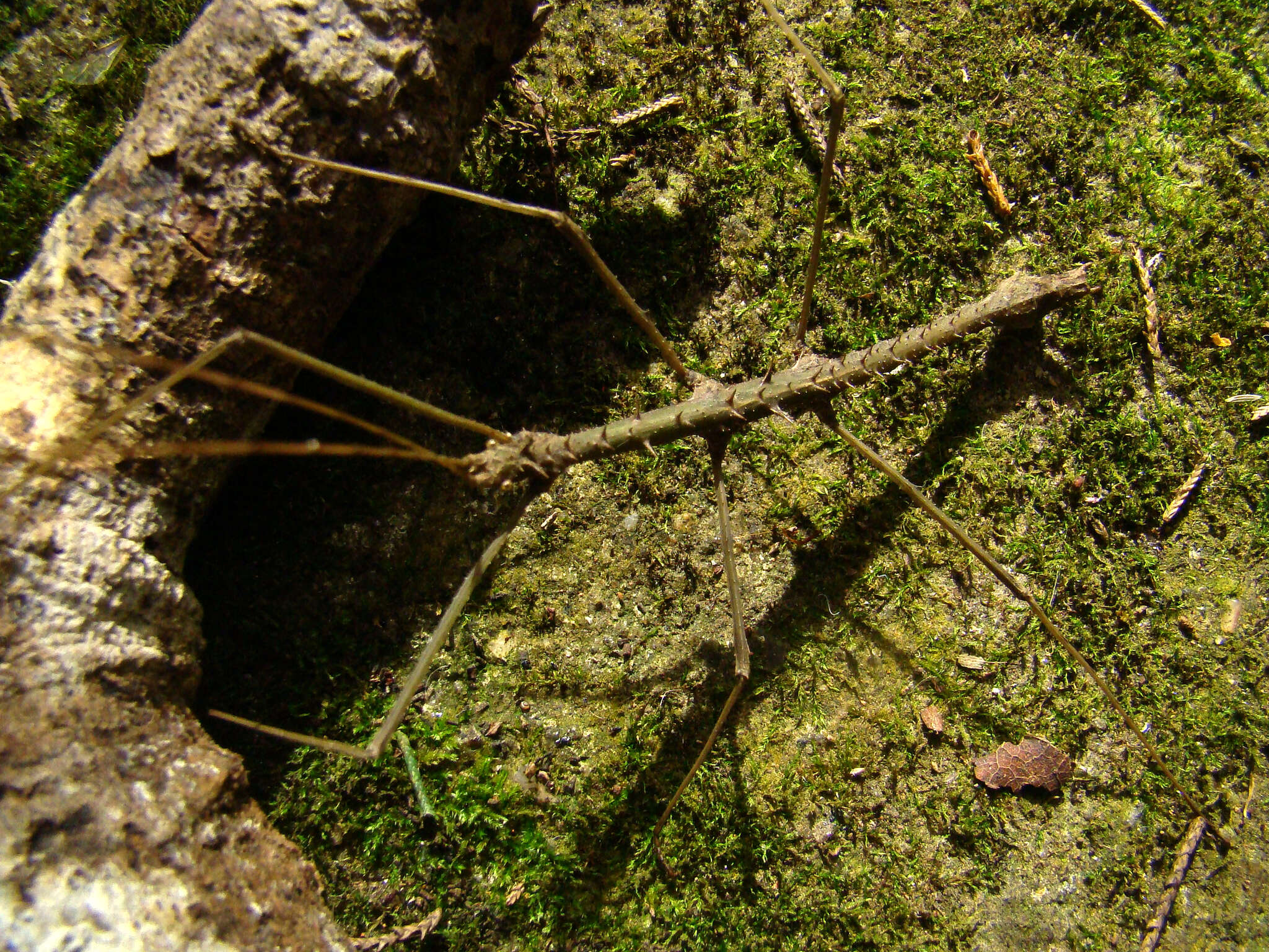 Image of Ceroys (Ceroys) cristatus Redtenbacher 1906