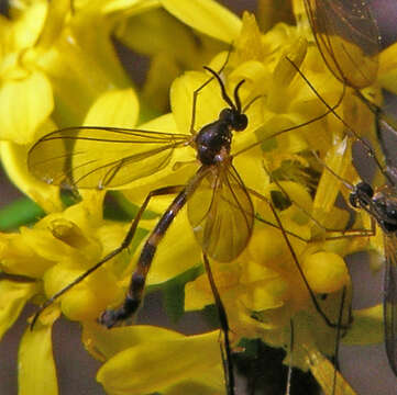 Image of Lygistorrhina sanctaecatharinae Thompson 1975