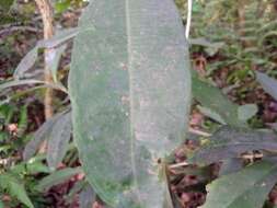 Image of Ardisia sieboldii Miq.