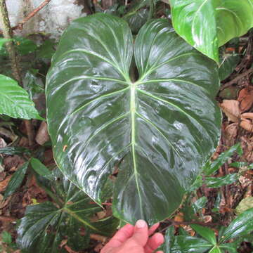 Image of Philodendron gloriosum André