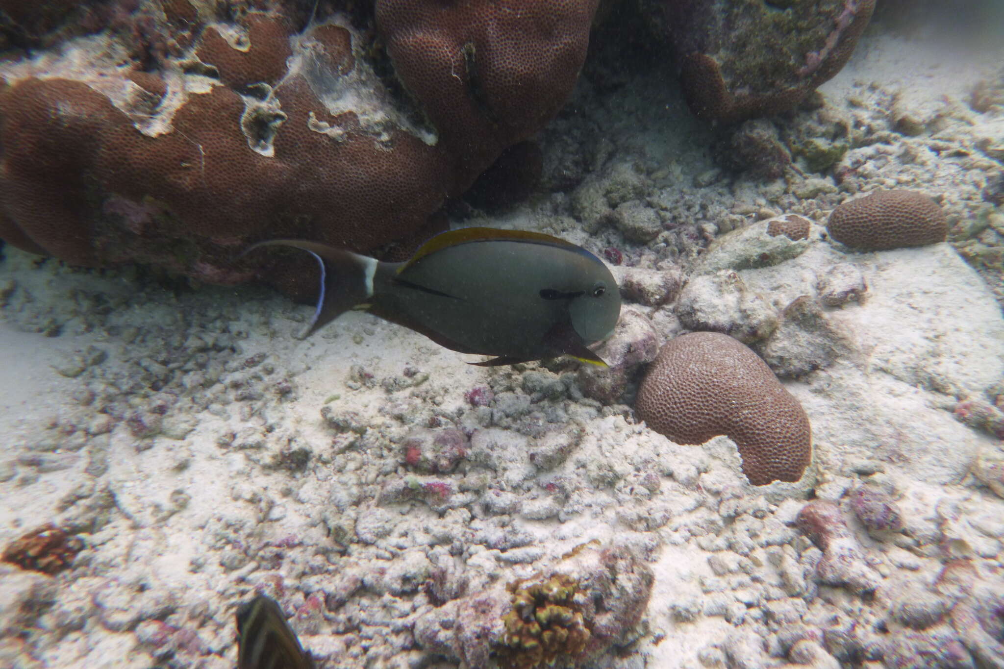 Image of Black-barred Surgeonfish