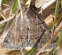 Image of Dusty Lined Matigramma