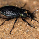 Imagem de Carabus (Eucarabus) arcensis faldermanni Dejean 1829