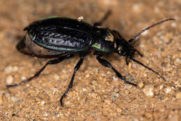 Plancia ëd Carabus (Eucarabus) arcensis faldermanni Dejean 1829