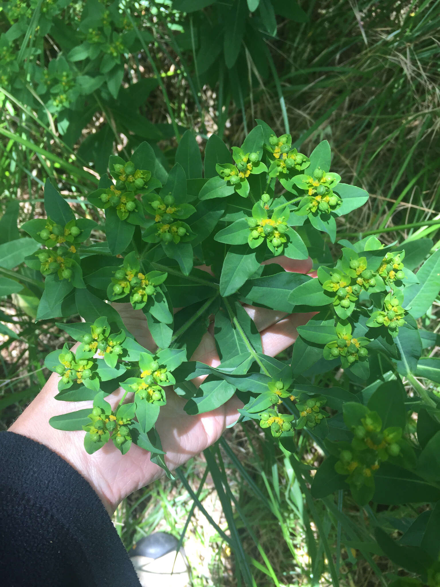 Euphorbia oblongata Griseb. resmi