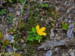 Image of Hypericum nagasawai Hayata