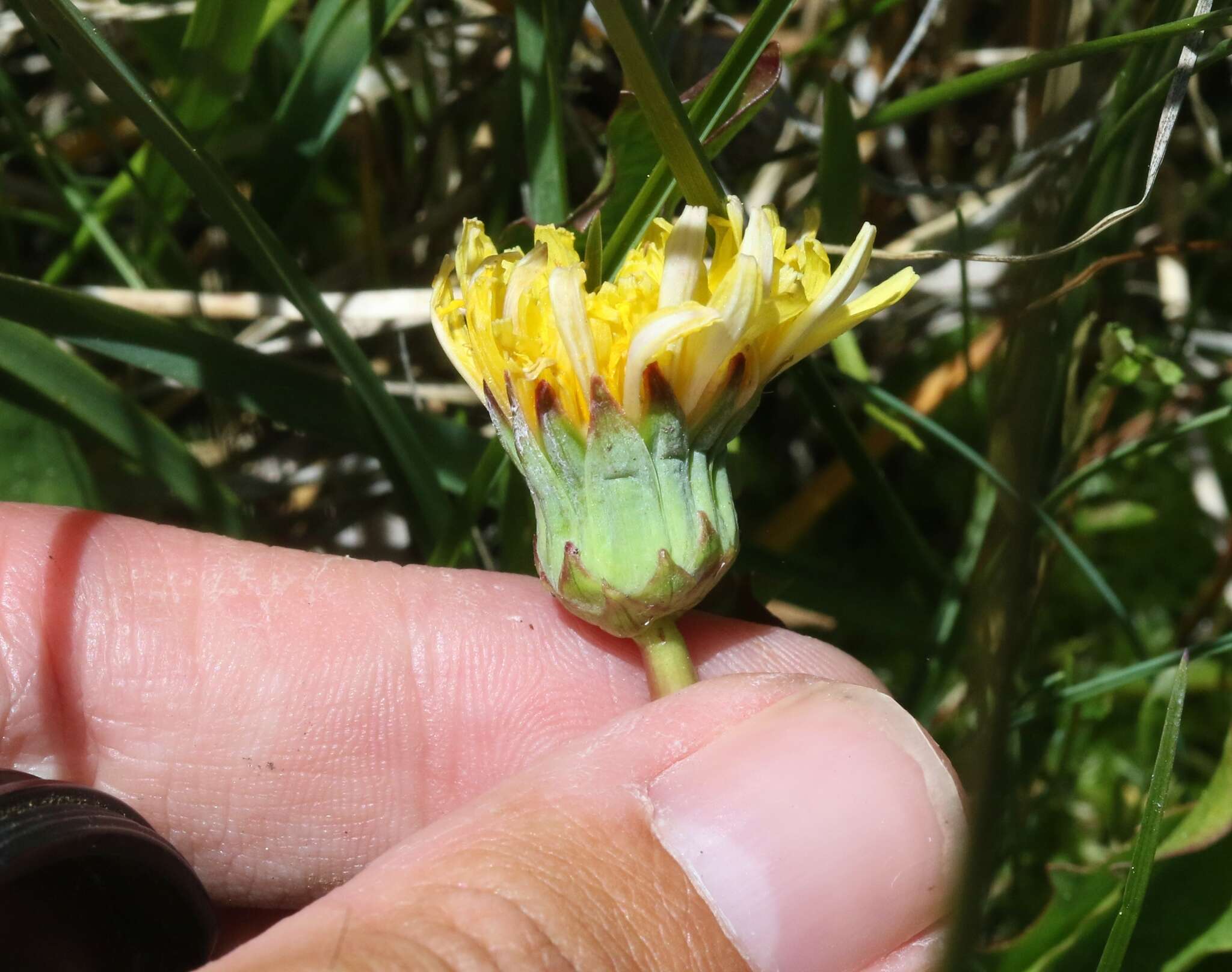 Image of California dandelion