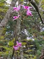 Image de Laelia anceps Lindl.