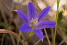 Image of dwarf brodiaea