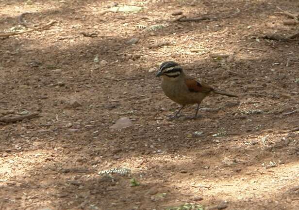 Image of Emberiza capensis reidi (Shelley 1902)