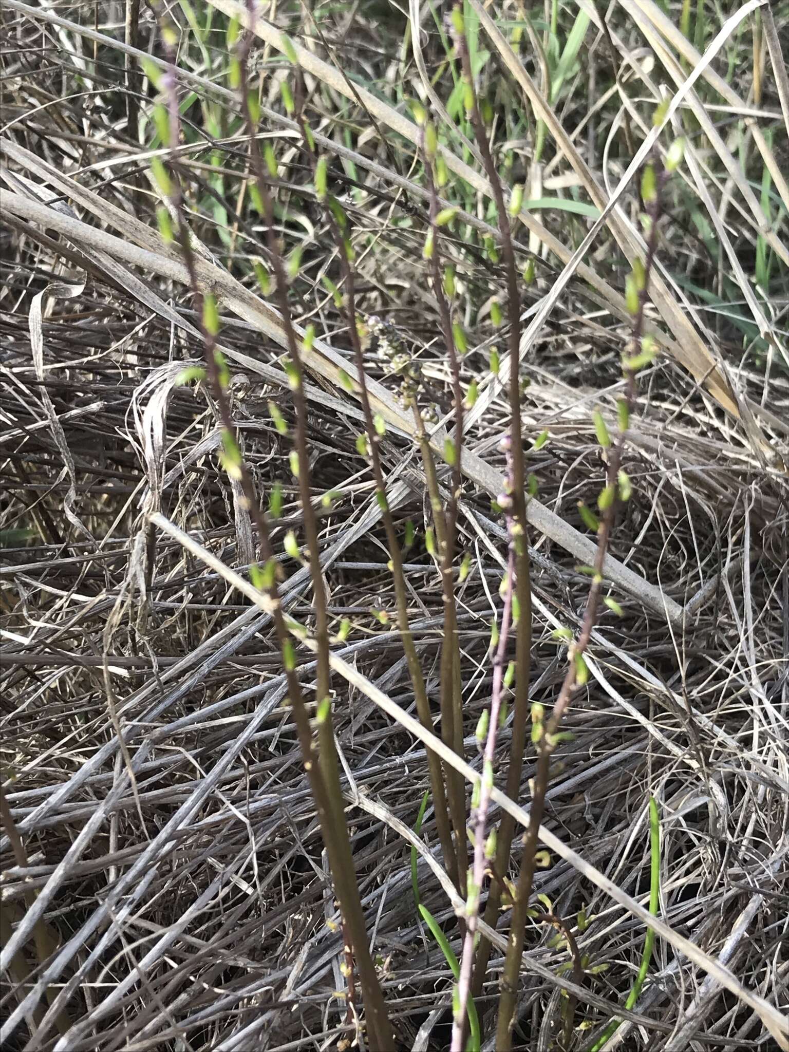 Image of Triglochin laxiflora Guss.