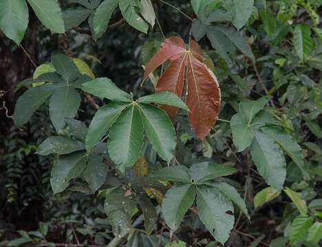 Pourouma bicolor C. Mart.的圖片