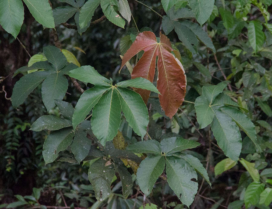 Image of Pourouma bicolor C. Mart.