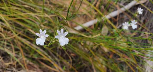 Image of Nemesia diffusa Benth.