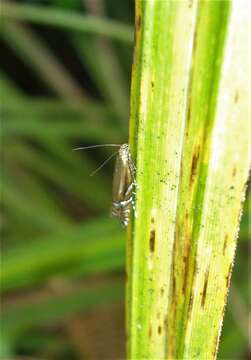 Слика од Glyphipterix scintilella Walker 1864