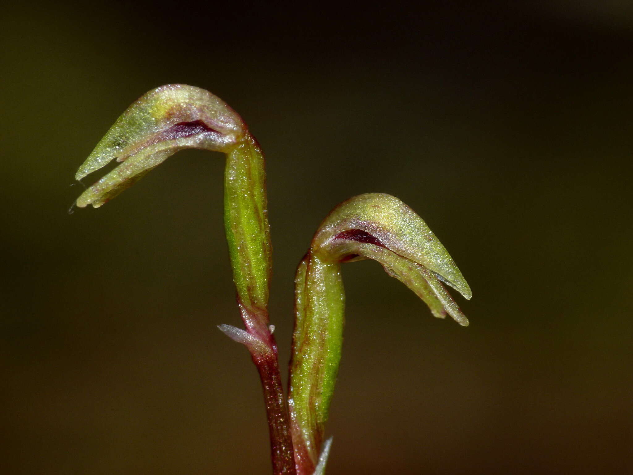 Image of Creeping forest orchid